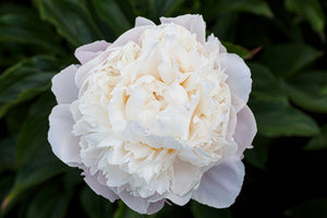 Garden Peony Seeds