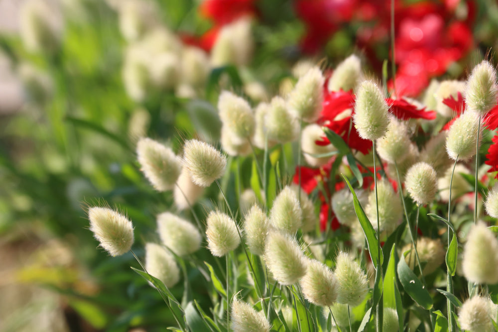 Bunny Tails Grass Seeds