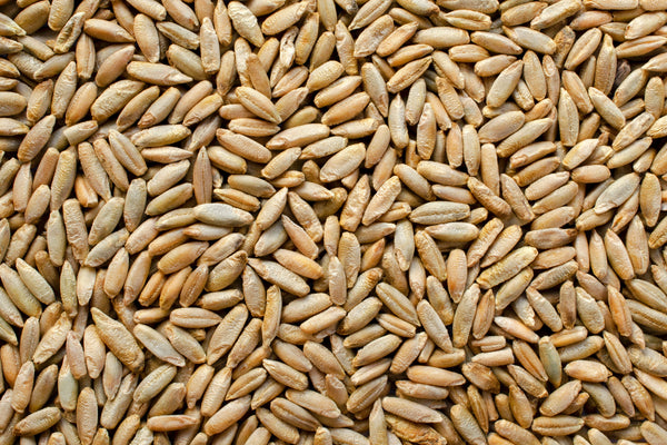 Wrens Abruzzi WINTER RYE Cover Crop Seeds