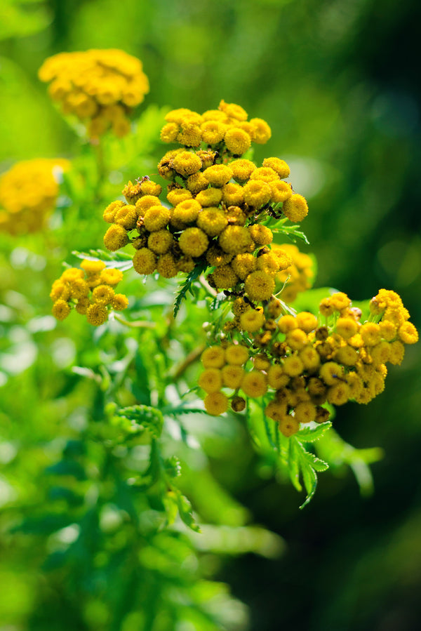 Golden Ageratum Seeds