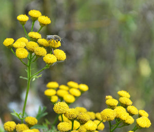 Golden Ageratum Seeds