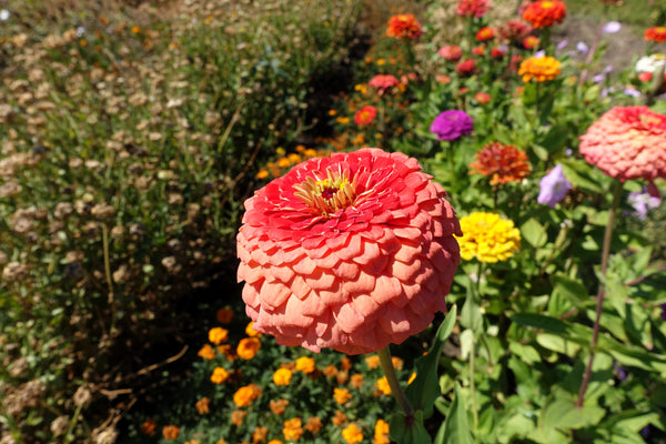 Salmon Queen Zinnia Seeds