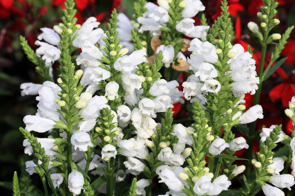 White Showy Obedient Plant Seeds