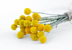 Billy Buttons Seeds
