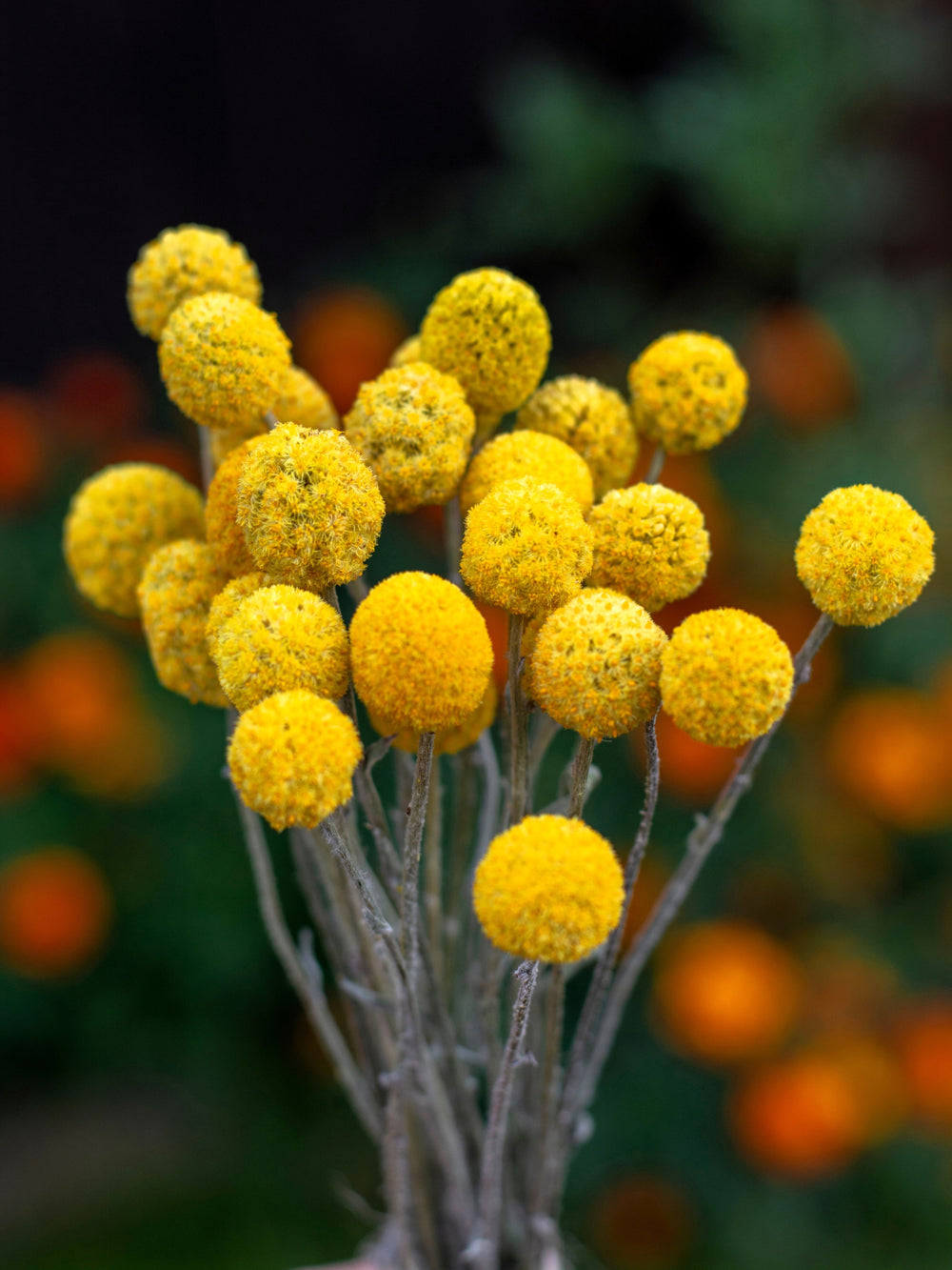 Billy Buttons Seeds