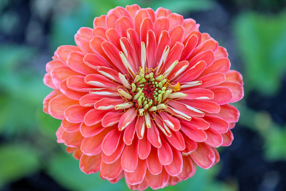 Salmon Queen Zinnia Seeds