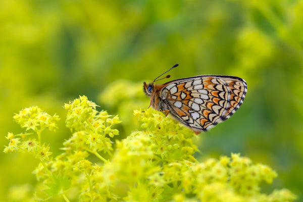 Lady's Mantle Seeds