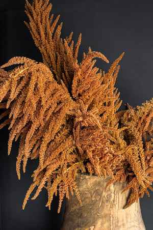 Hot Biscuits Amaranthus Seeds - Certified Organic