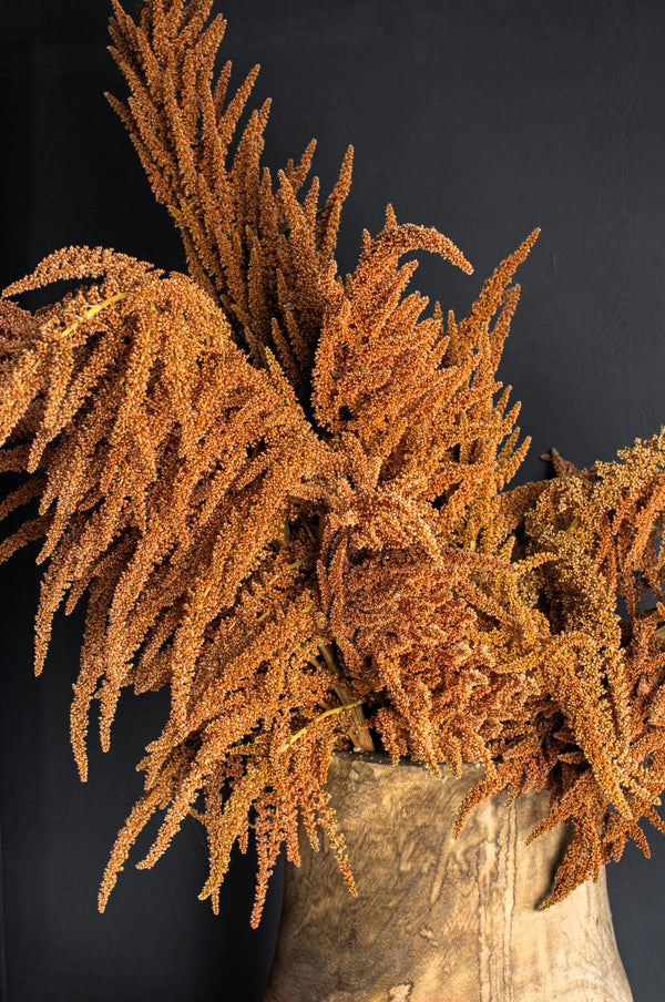 Hot Biscuits Amaranthus Seeds - Certified Organic