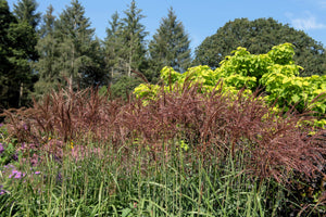Red Maiden Grass Seeds