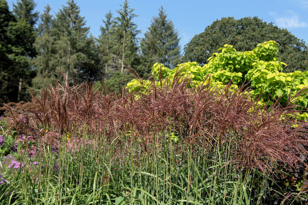 Red Maiden Grass Seeds
