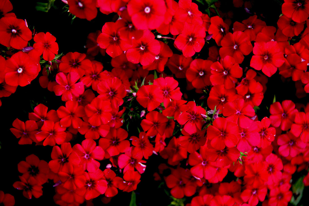 Red Phlox Seeds
