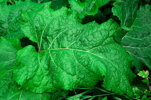 Great Burdock Seeds