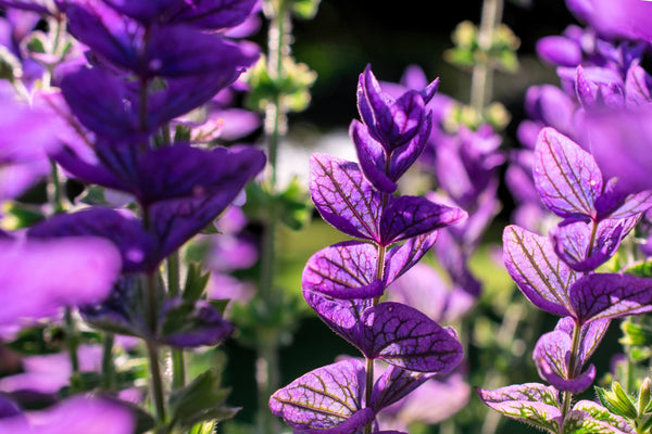 Blue Monday Clary Sage Seeds