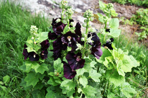 Black Hollyhock Seeds