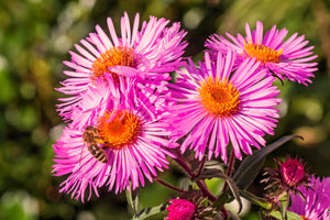 Pink New England Aster Seeds