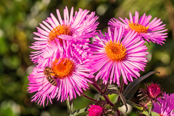 Pink New England Aster Seeds