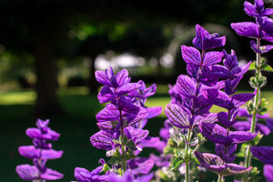 Blue Monday Clary Sage Seeds