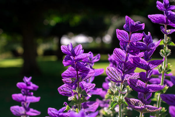 Blue Monday Clary Sage Seeds