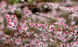Lady In Black Calico Aster Seeds
