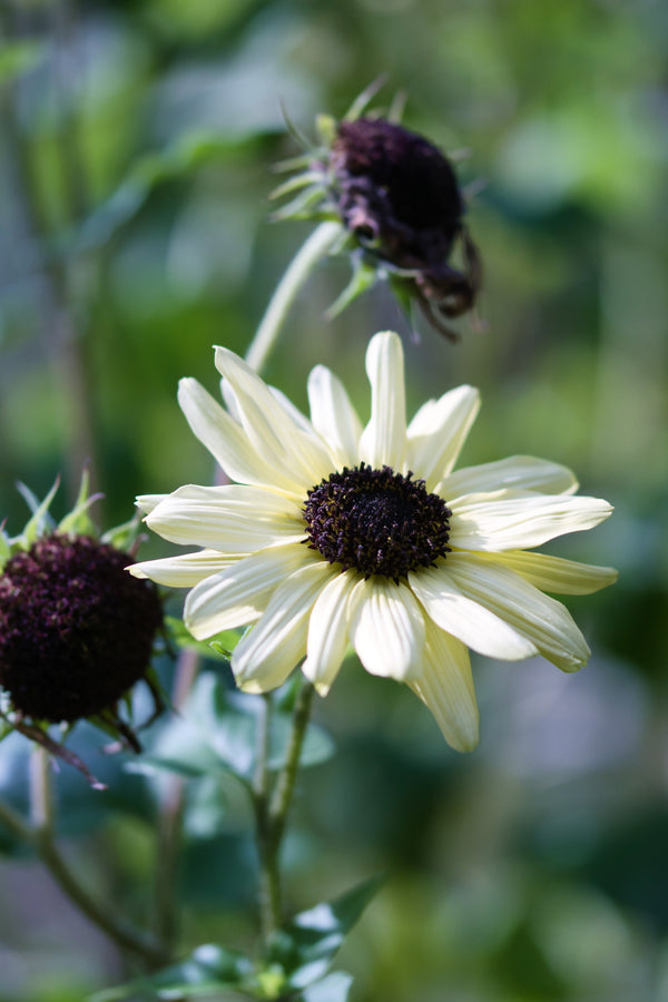 Italian White Sunflower Seeds