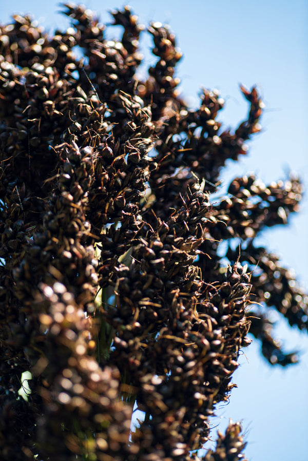 Black Amber Cane Sorghum Seeds - Certified Organic