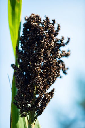 Black Amber Cane Sorghum Seeds - Certified Organic