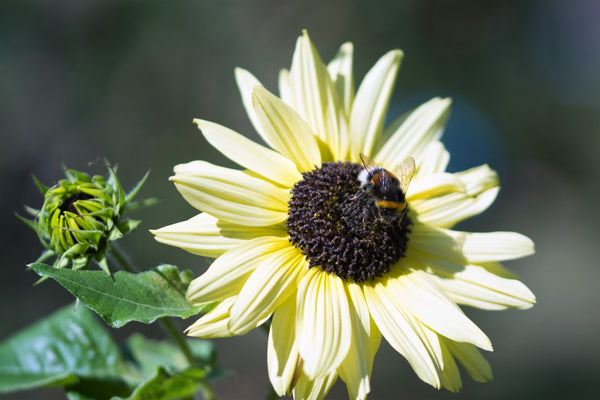 Italian White Sunflower Seeds