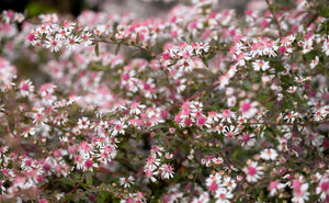 Lady In Black Calico Aster Seeds
