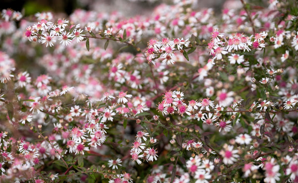 Lady In Black Calico Aster Seeds