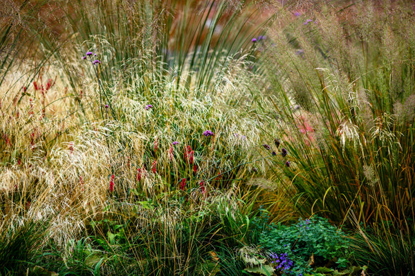 Tufted Harigrass Seeds