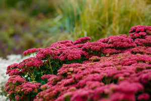 Emperor's Wave Sedum Seeds