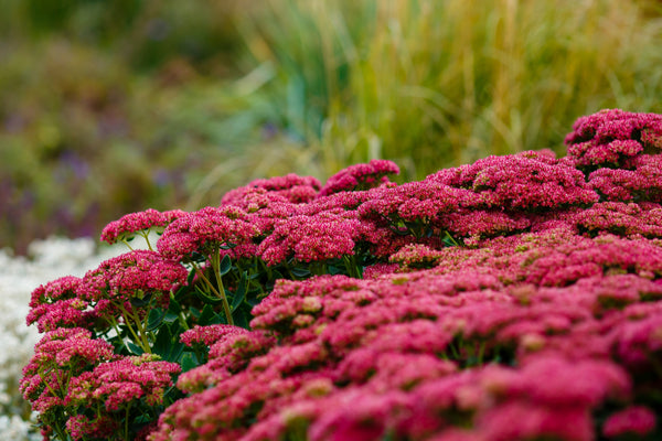 Emperor's Wave Sedum Seeds