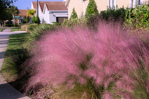 Pink Muhly Grass Seeds