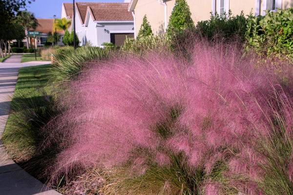 Pink Muhly Grass Seeds