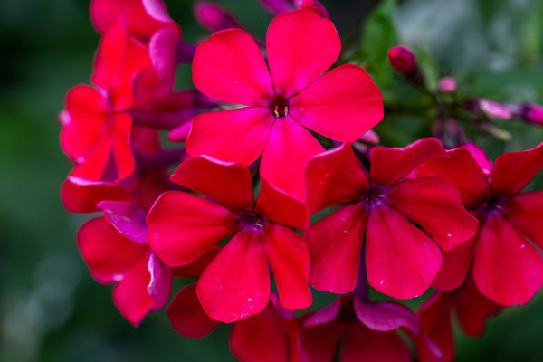 Red Phlox Seeds