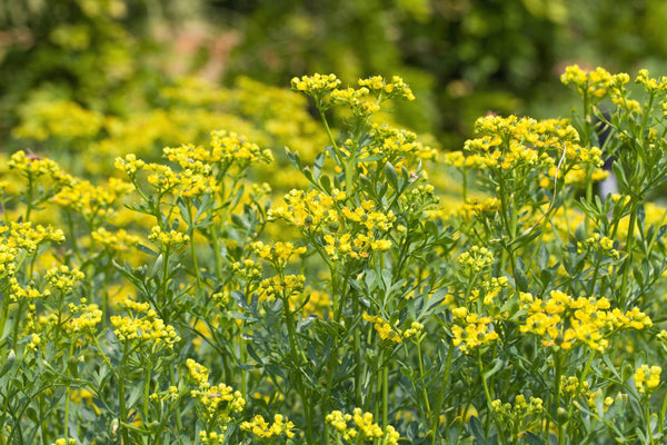 Syrian Rue Yellow Yellow Rue Seeds