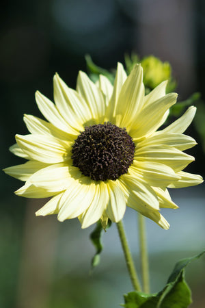 Italian White Sunflower Seeds