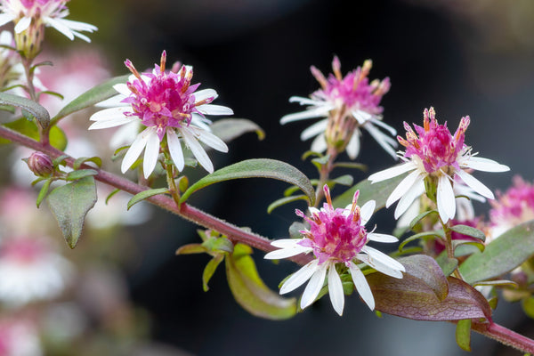 Lady In Black Calico Aster Seeds