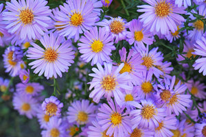 Rice Button Aster Seeds