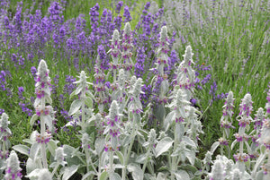 Lamb's Ear Seeds