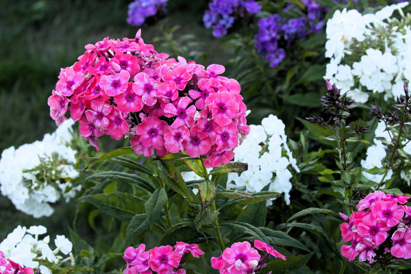 Brilliant Phlox Seeds