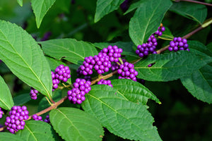 Beautyberry Seeds