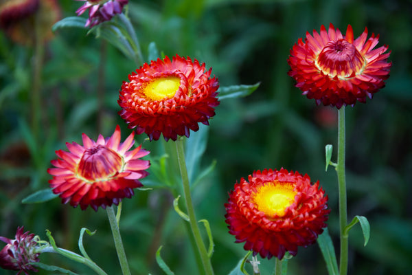Red Fireball Strawflower Seeds