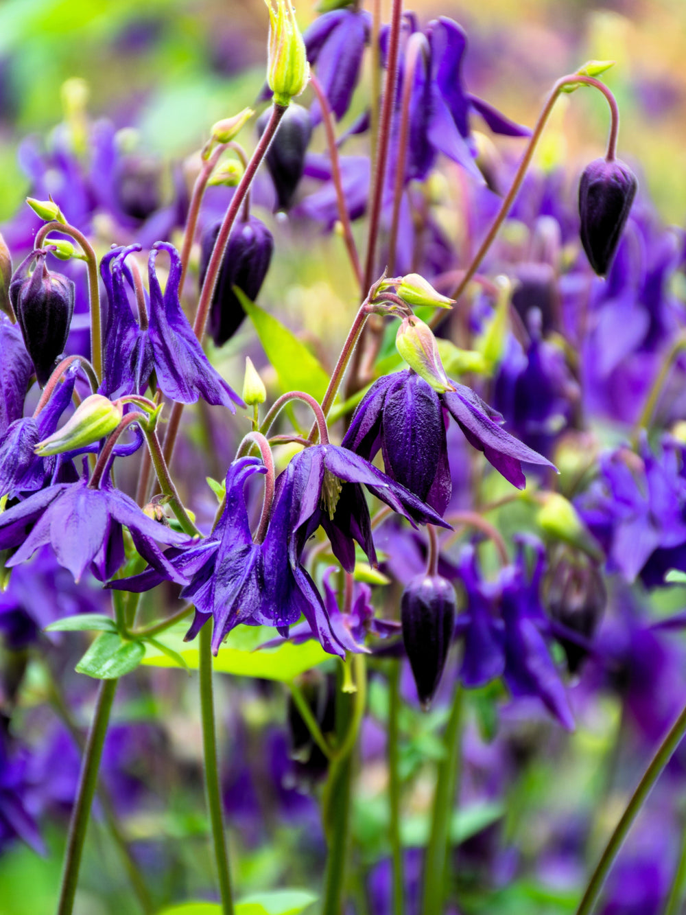 Purple Columbine Seeds