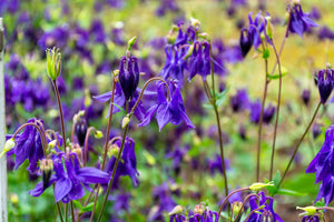 Purple Columbine Seeds