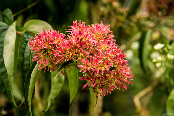 Heptacodium Seeds