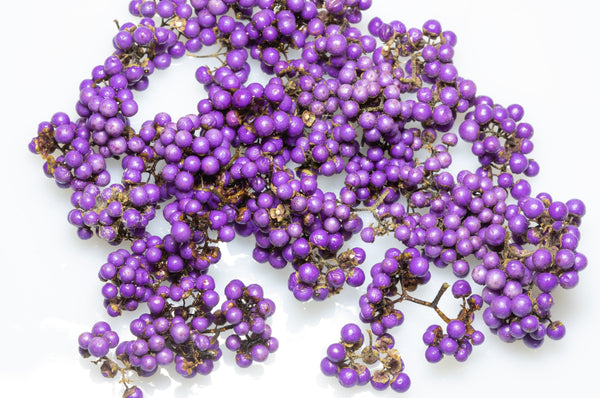 Beautyberry Seeds
