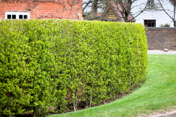 European Privet Seeds