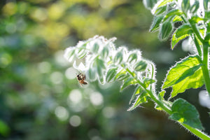 White Borage Seeds